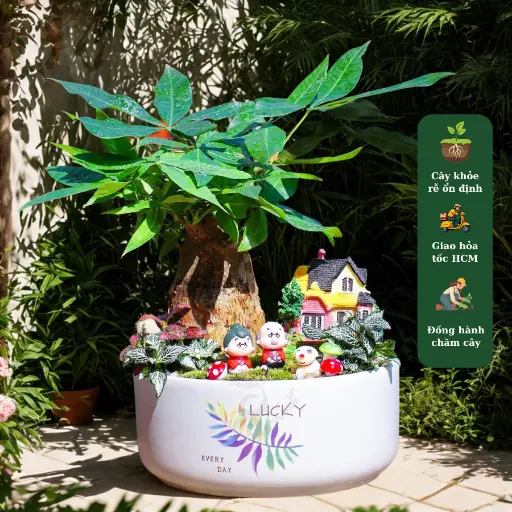 Kim ngân chậu sứ mix tiểu cảnh